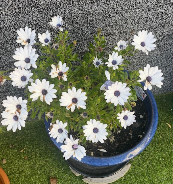 a szerelem kertje - garden of love