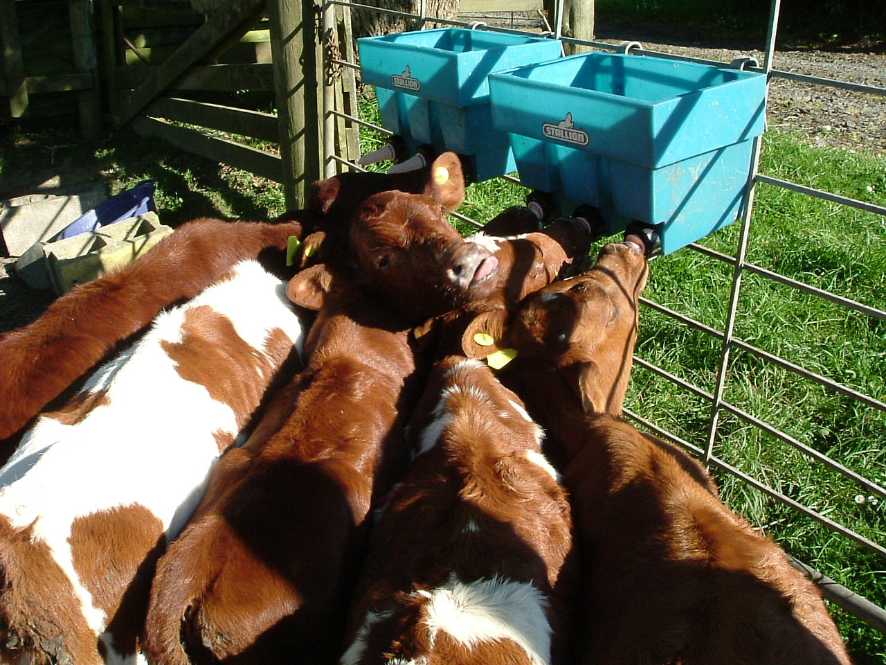 feeding time 