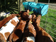 feeding time