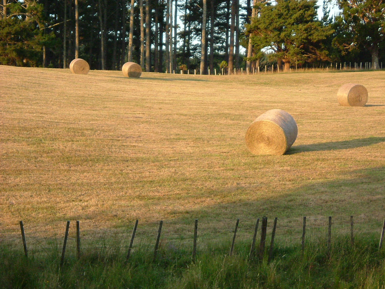 Round hay bales