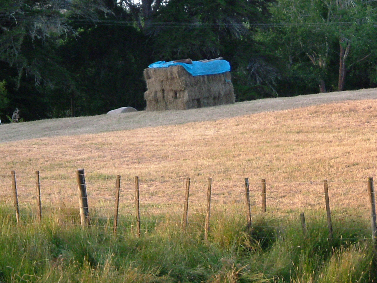 Square hay bales