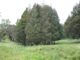 Kaikatea Tree