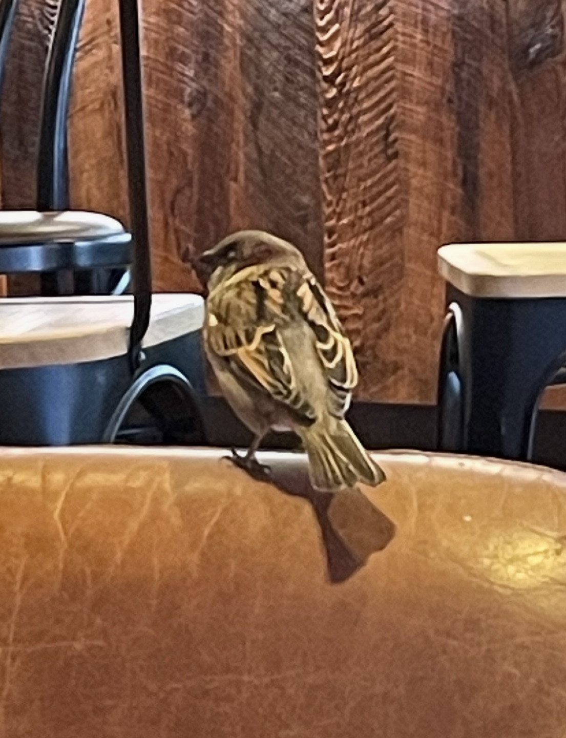 sparrow 1