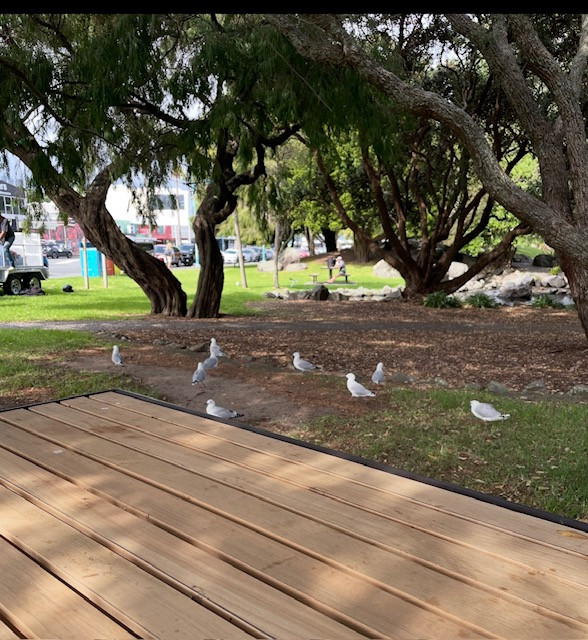 multiple seagulls