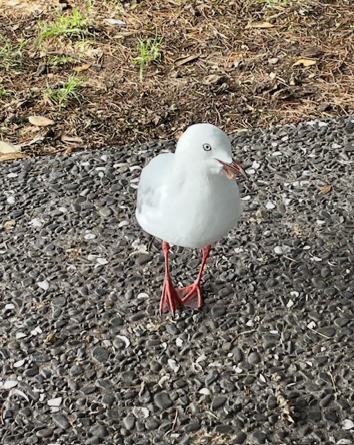 seagull 1