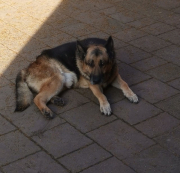 doggie 1
