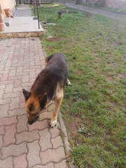 doggie 2