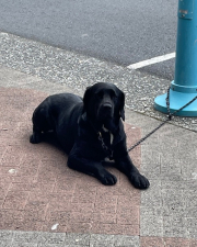 black dog