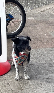 black & white dog