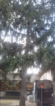 Pine tree #!