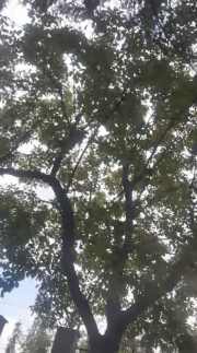 Pine tree #2