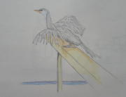 shag