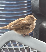 sparrow #2