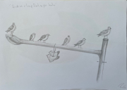 Birds And A Pair Of Boots On A Lamp Post 2016