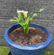 zantedeschia - Calla Lily
