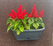 A Dash Of Red Flowers