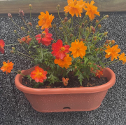 Burst Of Orange Flowers