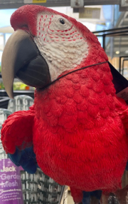 poly wants a cracker