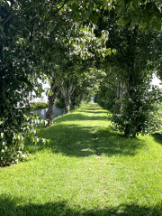 a walk through the tree line