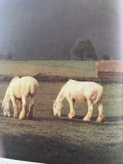 horses
