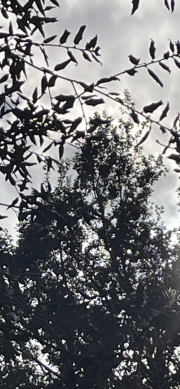through the tree