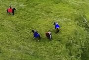 hungarian horses