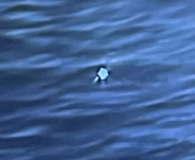 what can this be