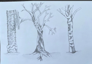 3 Trees