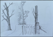 3 trees & path with gate