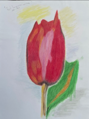 closed tulip