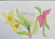 flowers of colour