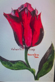 tulip 