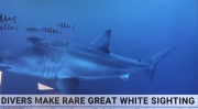 great white shark sighting