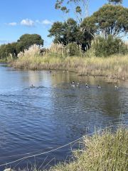 ducks