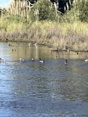 more ducks