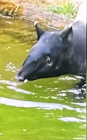 pig - ant eater ?