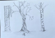 my original black & white drawing - They look like three different tree sketches, each with a distinct form: The left tree has a very straight, textured trunk and a compact, upright shape. The middle tree is the most irregular, with a slightly twisted trunk and spreading bare branches.
