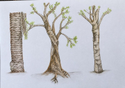 Duck Ai - altered Image - The right tree is tall and slim, with a smoother trunk and a few high branches. They’re drawn without leaves, so they read more like winter trees or studies of tree structure than specific species. If you want, I can also guess what species they might be.