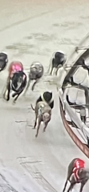 orginal photo - It looks like a speed-lane/racing photo or sketch where a greyhound (or greyhound-like dog) is running toward the corner/right side, with other dogs behind and a curb/track edge on the right.