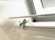 praying mantis