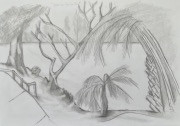 trees by a river