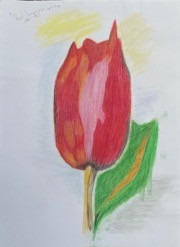 tulip