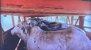 cattle in transit