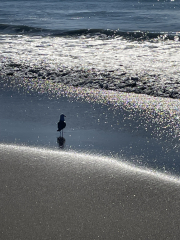 bird