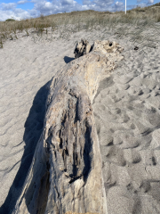 log #1