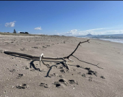 beach art