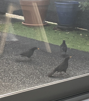 3 black birds - ready for the pie