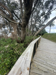 timber path up