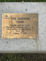 The Queen s Tree - planted 1935 - commemoration of the silver-jubilee of King George V - Arbor Day: