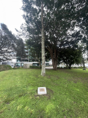 the Queen s tree